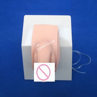 현실적인 인간 인형 경제 남성 카테테리제이션 교육 시뮬레이터 간호 교육 모델