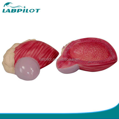 고급 PVC 인성 남성 요변 병의 해부학적 모델 의료 전문가