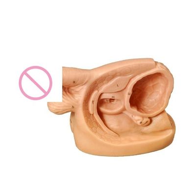 여성 내부 생식 기관 및 소변 카테테리제이션 연습 훈련 모델