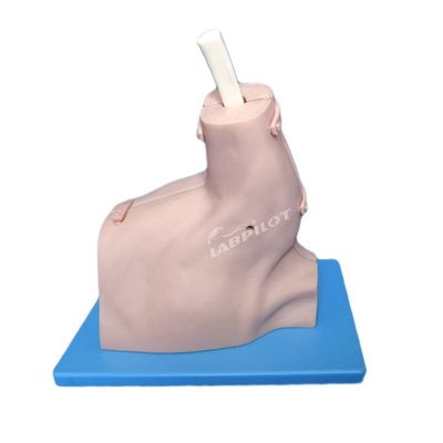 인간 생명 크기 환자 돌봄 시범 어깨 관절 관측 모델 시범