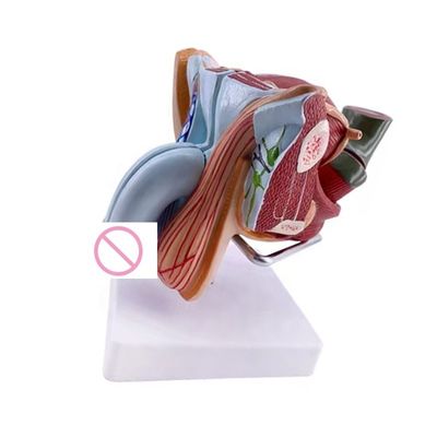 해부학적인 시연 고급 PVC 남성 내부 및 외부 생식 기관 모델
