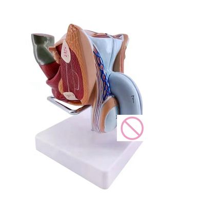 해부학적인 시연 고급 PVC 남성 내부 및 외부 생식 기관 모델