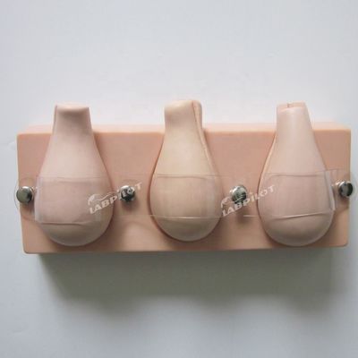 환자 돌봄 시범 인공 낙태 훈련용 모형 모형 자궁