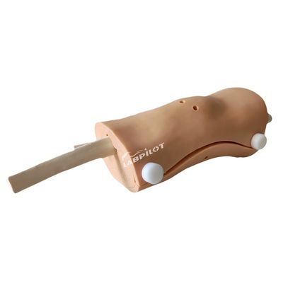 인간 생명 크기 관절 조명 모델 무릎 관절 의료 교육 시뮬레이션