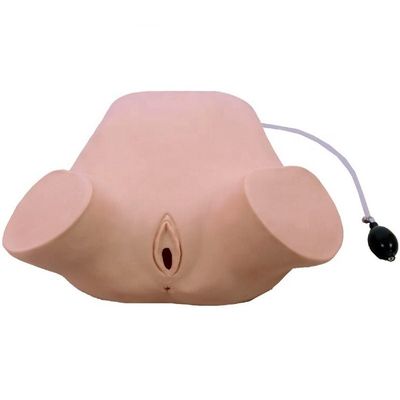 고급 PVC 다기능 네 가지 기동 레오폴드 모델 직관 및 질 검사 훈련 인형