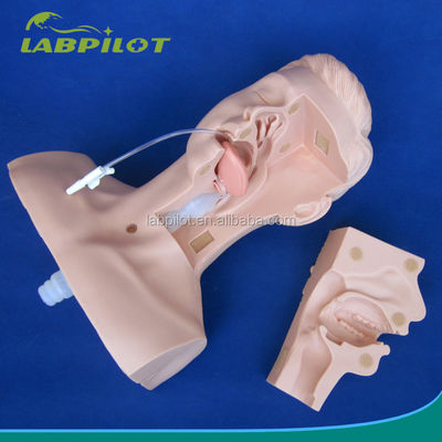 의료 대학의 임상 훈련에 사용 가능한 다재다능 한 구강 및 코 구석 흡수 모델