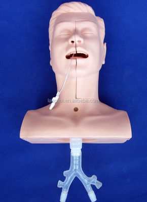 의료 대학의 임상 훈련에 사용 가능한 다재다능 한 구강 및 코 구석 흡수 모델