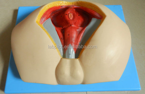 남성의 허리 해부학을 이해하기 위한 인간 생명 크기 고급 PVC 허리 모형