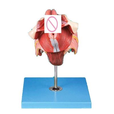의학 훈련 및 시연을 위한 고급 PVC 여성 허리뼈 해부학적 모델