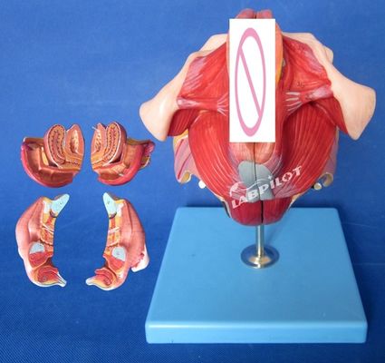 의학 훈련 및 시연을 위한 고급 PVC 여성 허리뼈 해부학적 모델