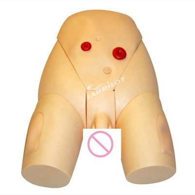 남성 카테테테리제 IM 주입 모델 의학 과학 임상 간호 교육