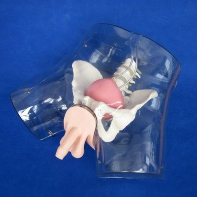이 포괄적 인 남성 요도관 카테테리제이션 시뮬레이터 훈련 인형으로 현실성을 경험하십시오.