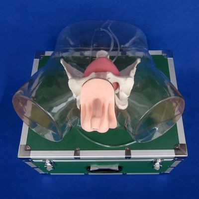 이 포괄적 인 남성 요도관 카테테리제이션 시뮬레이터 훈련 인형으로 현실성을 경험하십시오.