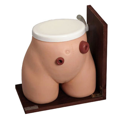 에니메마 기술 인형 교육 의료 비스투라 위장 치료에 대한 완벽한 훈련 도구