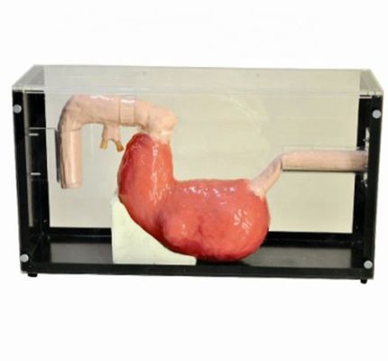 위장 손상에 대한 고급 위경 검사 및 ERCP 훈련 모델