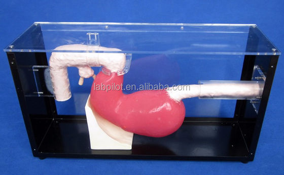 위장 손상에 대한 고급 위경 검사 및 ERCP 훈련 모델