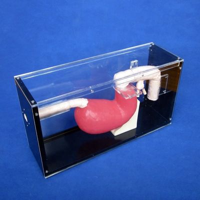의료 식도시경 훈련 위장 및 ERCP 교육자