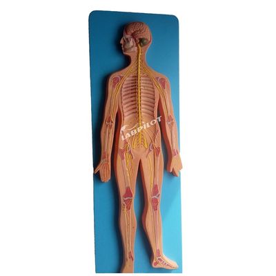 의학 병원 및 클리닉 을 위한 인간 신경계 의 해부학적 모델