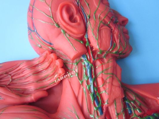 인체 면역 시스템 해부학 교육 모델 림프계 기관용 3D 시뮬레이터