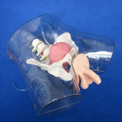 환자를 위한 마니킨 치료 시범 투명한 요도관 카테테테리즘 훈련