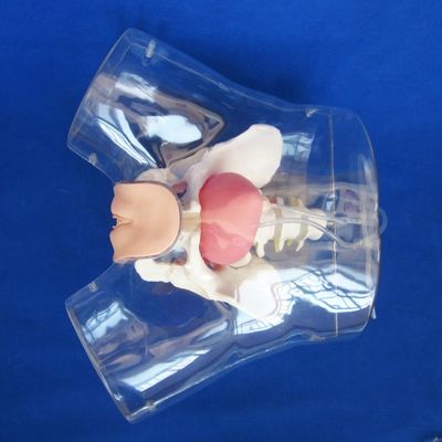 고급 PVC 투명한 여성 요양 훈련용 요도관 카테테리제이션 트레이너