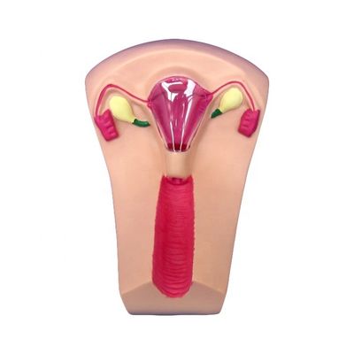 의학 PVC IUD 삽입 트레이너 자궁 여성 자궁내 장치 시뮬레이터 모델