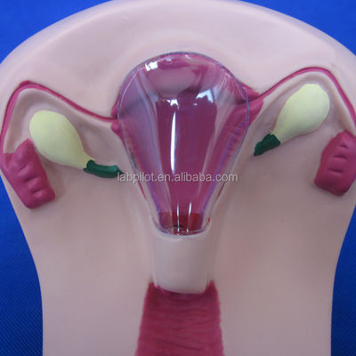 의학 PVC IUD 삽입 트레이너 자궁 여성 자궁내 장치 시뮬레이터 모델