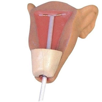 환자 돌봄 시연 의료 과학용 소형 휴대용 IUD 삽입 훈련기
