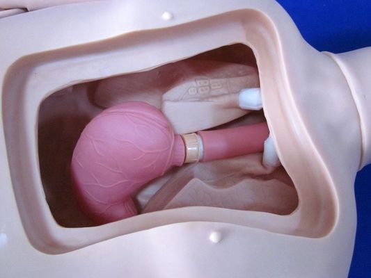 완전히 유연한 환자 시뮬레이터 간호 훈련 개인 훈련용 인형