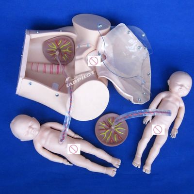 인간 생명 크기 임신 인형 아기 출산 시뮬레이터 의학 과학 모델