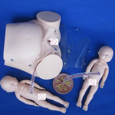 인간 생명 크기 임신 인형 아기 출산 시뮬레이터 의학 과학 모델
