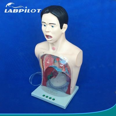 투명한 위장 세척 모델 간호 교육용 코 먹이관 시뮬레이터