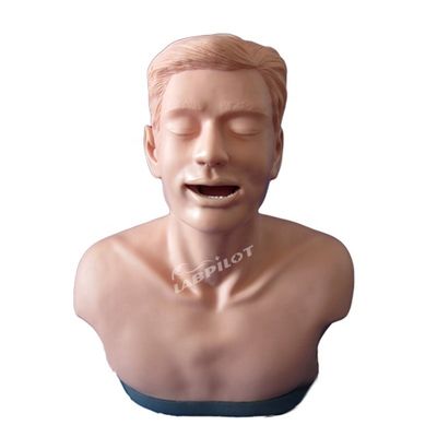 해부학 교육 및 기능 시범을 위한 갑상선 검사 교육 모델