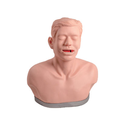 해부학 교육 및 기능 시범을 위한 갑상선 검사 교육 모델