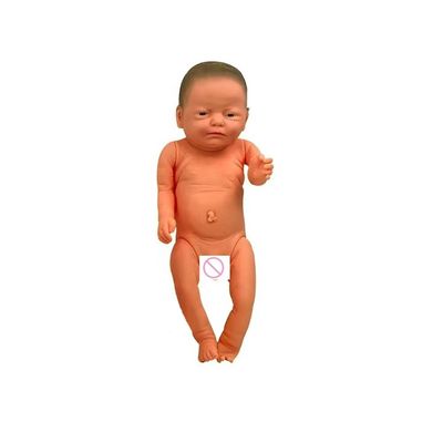 유연한 관절과 현실적인 특징을 가진 경제 간호사 학교 교육 모델