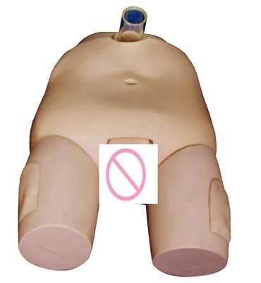 PVC 남성/여성 방광 관개 훈련 모델 카테테리제 기술 및 펑크 작업 시뮬레이터