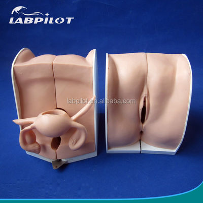 가족 계획 피임 방법 모형 인체 생명 크기 IUD 의 배치 및 제거