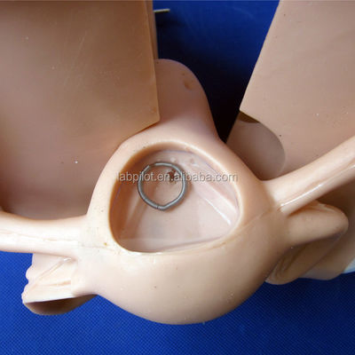 가족 계획 피임 방법 모형 인체 생명 크기 IUD 의 배치 및 제거