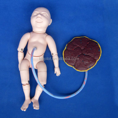 산부인과-산부인과 모델 산부인과 교육을 위한 임산부 관리 시뮬레이터