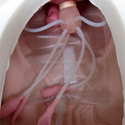 의학 과학 다양한 부인과 간호 기술 훈련 인형 골반 및 질 검사 모델