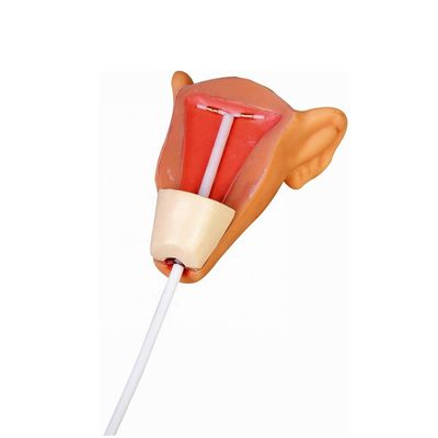임신 방지 시뮬레이터 자궁 삽입 을 위한 가족 계획 및 IUD 훈련 모델