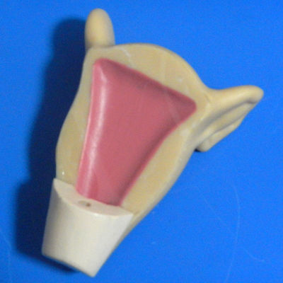 임신 방지 시뮬레이터 자궁 삽입 을 위한 가족 계획 및 IUD 훈련 모델