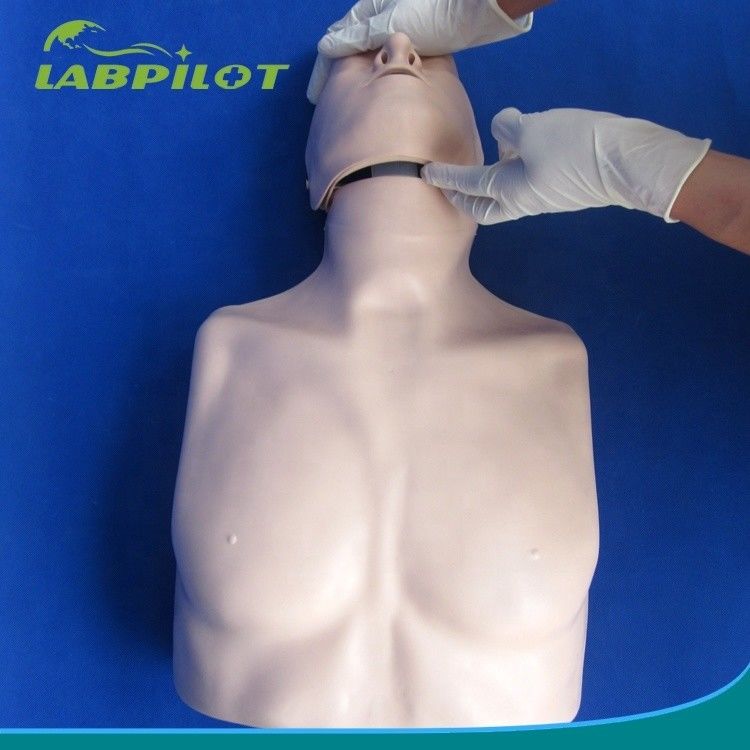 간단한 유형 첫 구호 반 몸 CPR 훈련 학교 교육 시설을 위한 마니킨