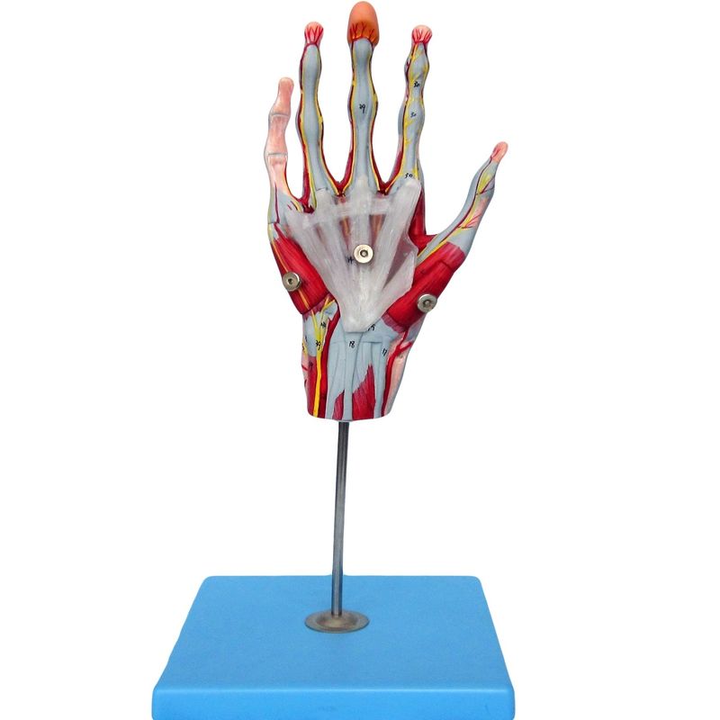 손 혈관 및 신경의 근육 손 해부학을 보여주는 해부학적 손 모델