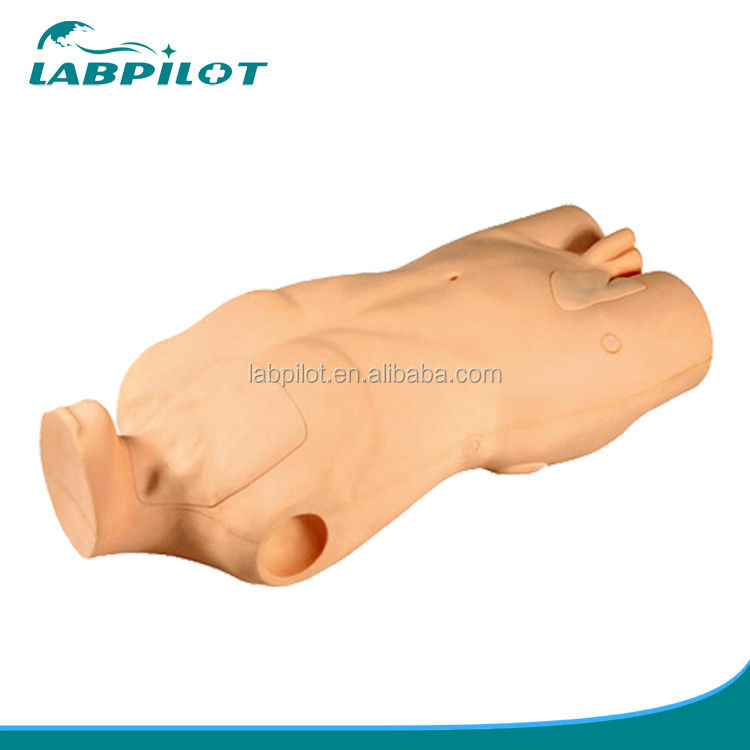 중앙 정맥 주입 및 펀처 기술 개발을 위한 고급 PVC 몸체 모델
