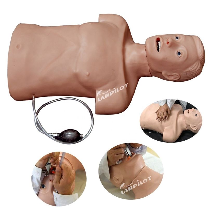 성인 반체 CPR 및 관 관 관 훈련을위한 전문 인적 생명 크기 마닉인