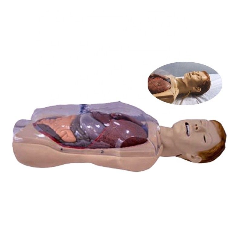 병원 클리닉 대학 간호학교 인간 생활 크기 세인스타켄-블레이크모어 NG 튜브 간호 훈련 시뮬레이터