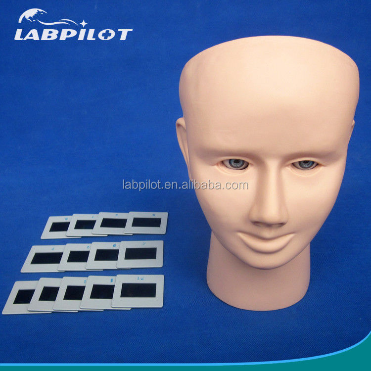 PVC 눈 검사 인간 생명 크기 funduscopic 검사 교육 모델