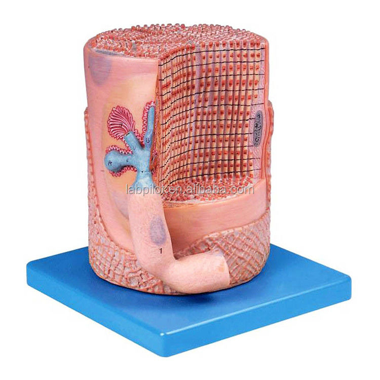 고급 PVC 의학 과학 해부학적 모델 골격 근육 섬유 근육 세포 핵 3D 모델