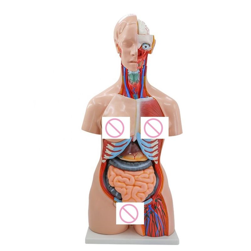 40 부분 뇌 심장 폐 위부 신장 병원 의 의학 해부학 교수 를 위한 모델